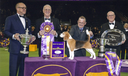 Westminster Dog Show